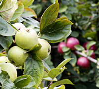 apples_on_tree