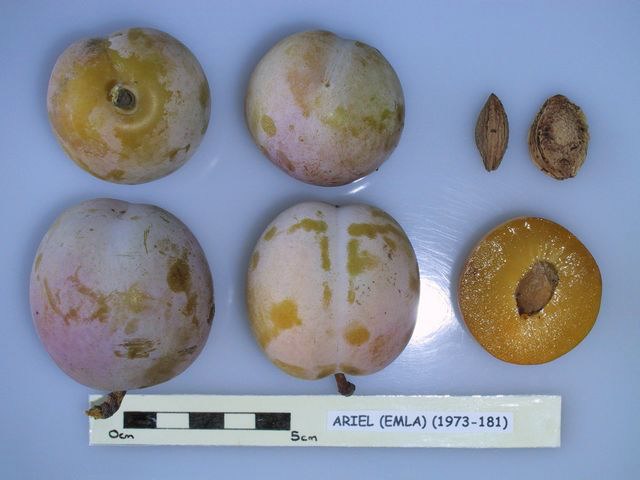 UK National Fruit Collection