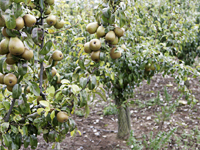 nfc_orchard