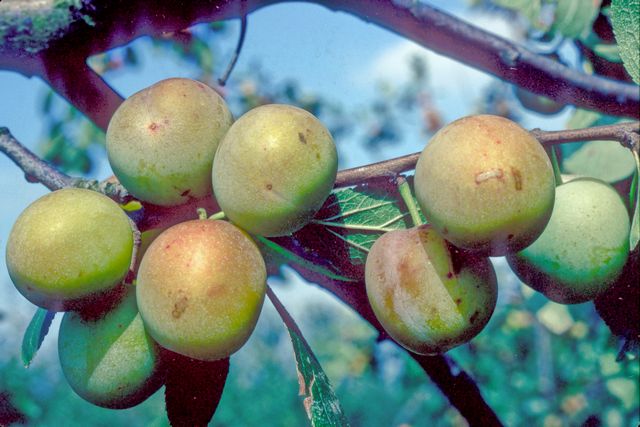 Bullace, Shepherd's - Wikipedia, la enciclopedia libre